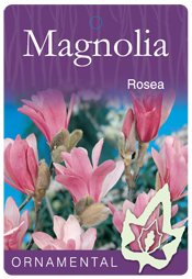Magnolia - Stellata Rosea