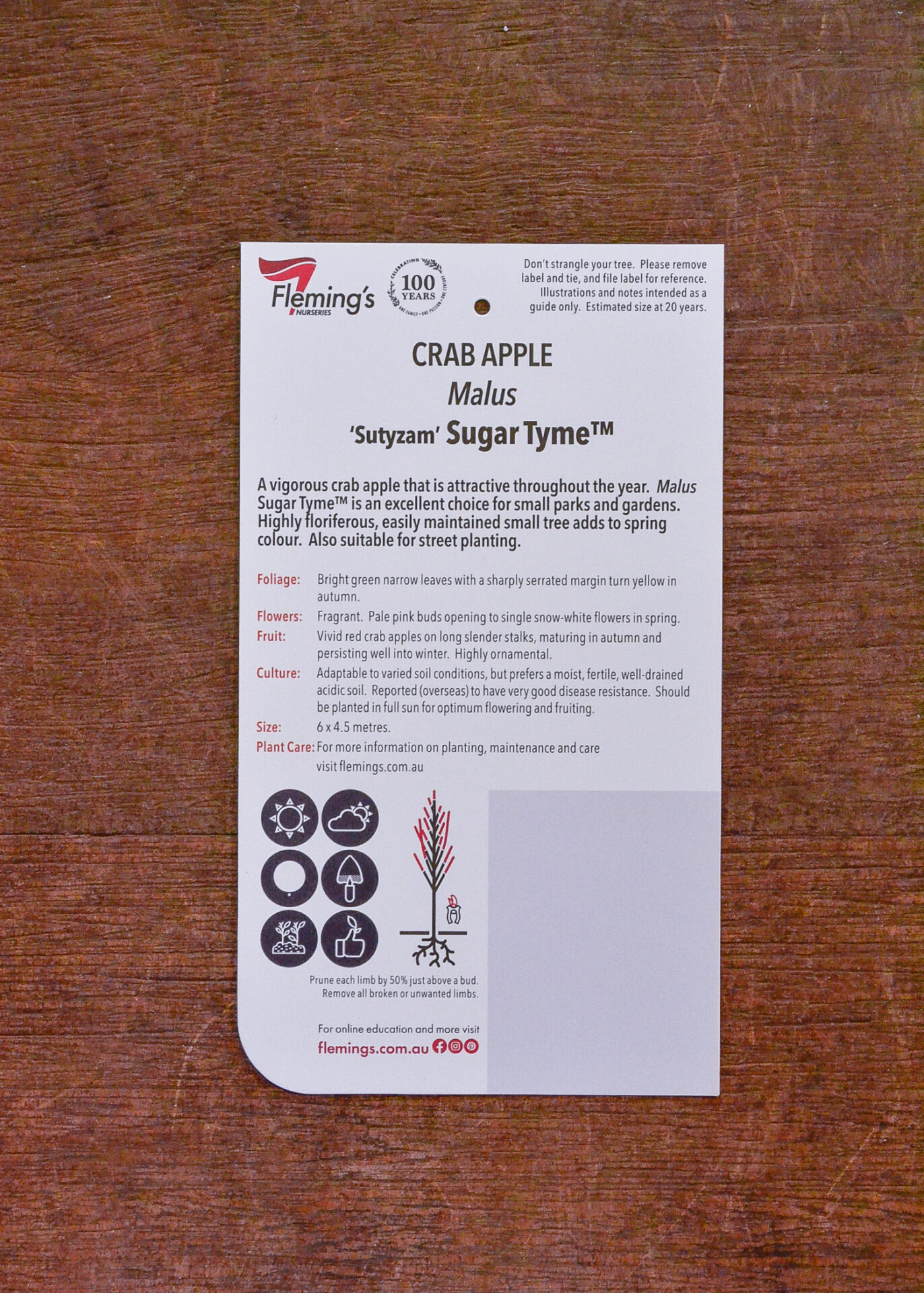 Crab Apple - Sugar Tyme™ - Image 2