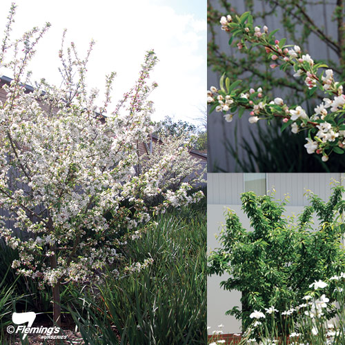 Crab Apple - Sugar Tyme™ - Image 3