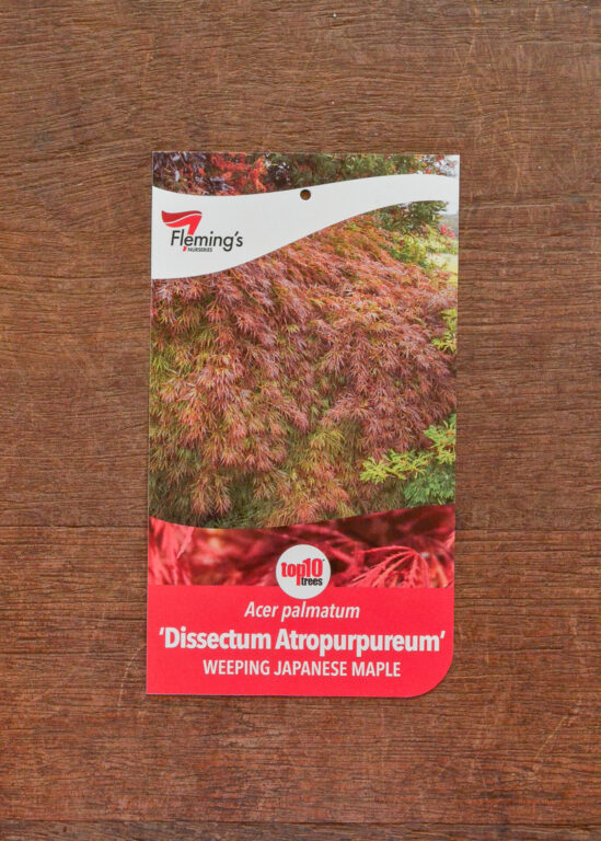 Japanese Maple - Weeping - Dissectum Atropurpureum