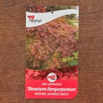 Japanese Maple - Weeping -  Dissectum Atropurpureum Ornatum