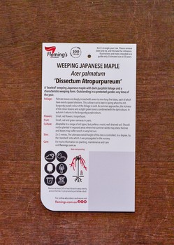 Japanese Maple - Weeping - Dissectum Atropurpureum Ornatum - Image 2