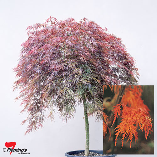 Japanese Maple - Weeping - Dissectum Atropurpureum Ornatum - Image 3
