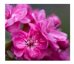 Crab Apple - Standard - Wychwood Ruby