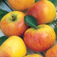 Apple - Cox's Orange Pippin Semi Dwarf