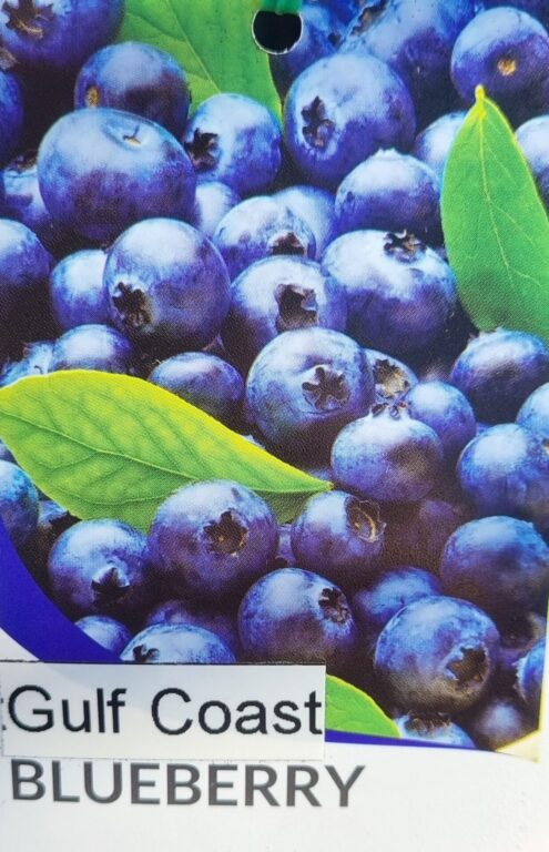 Blueberry - Gulf Coast