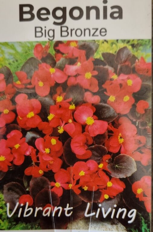 Begonia - Big Bronze