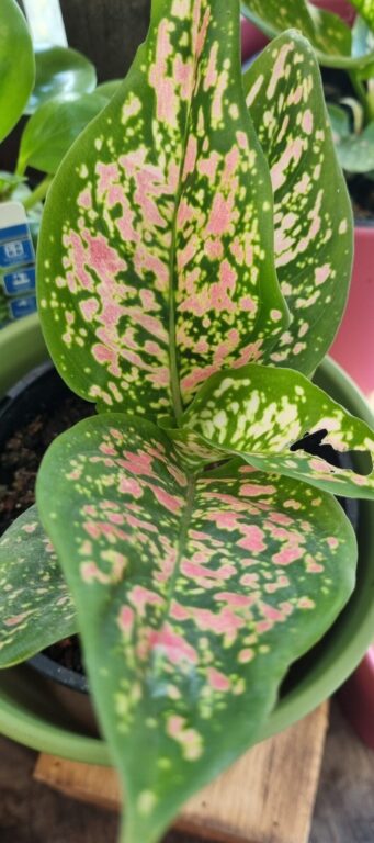 Aglaonema - Dang Mongkol