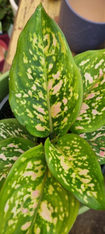 Aglaonema - Anyamanee