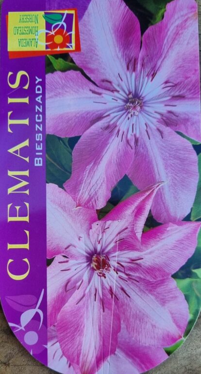 Clematis x - Bieszczady
