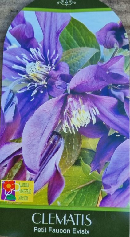 Clematis x - Petit Faucon Evisix
