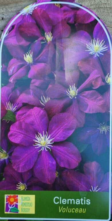 Clematis x - Voluceau