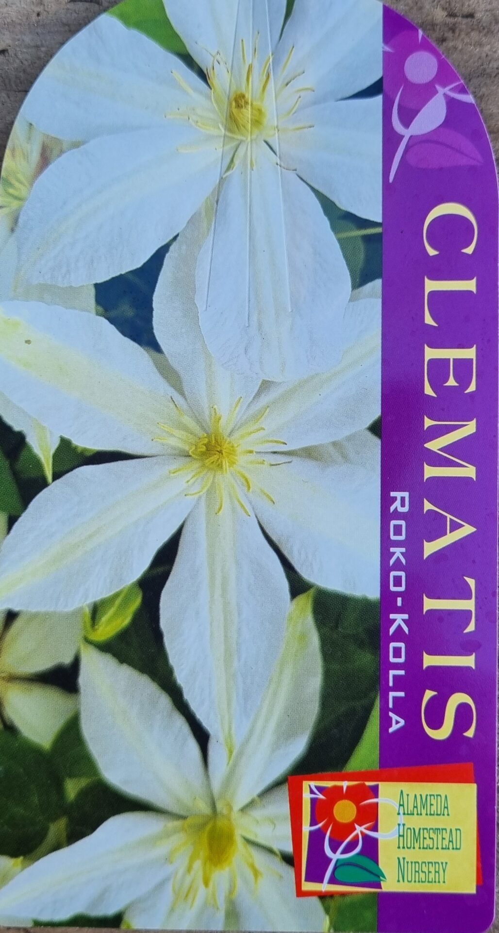 Clematis x - Roko Kolla