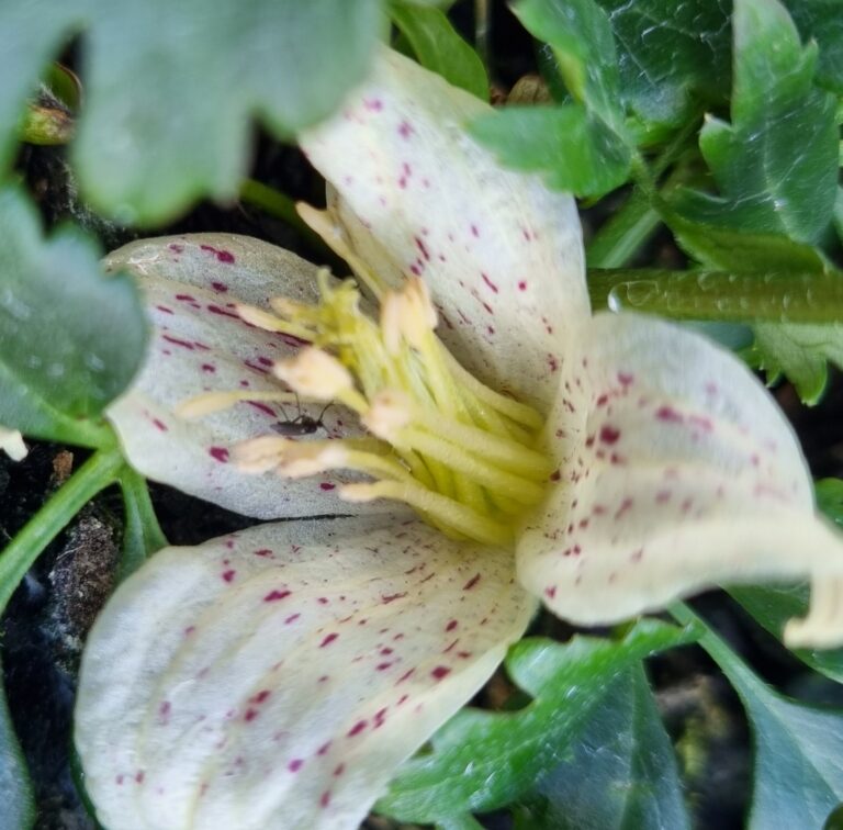 Clematis cirrhosa - Balearica