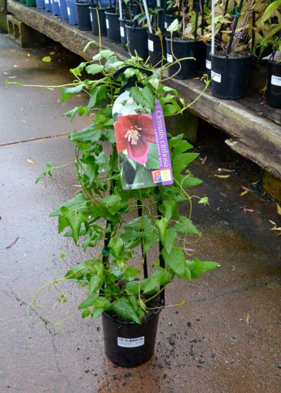 Clematis cirrhosa - Lansdowne Gem