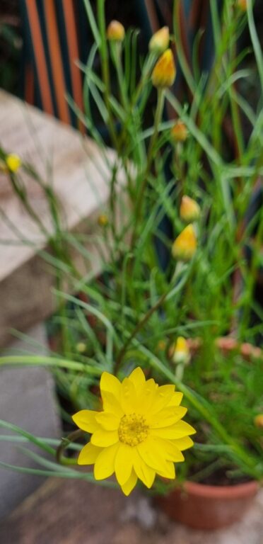 Everlasting Daisy - Yellow Dreaming