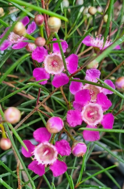 Geraldton Wax - Purple Rain