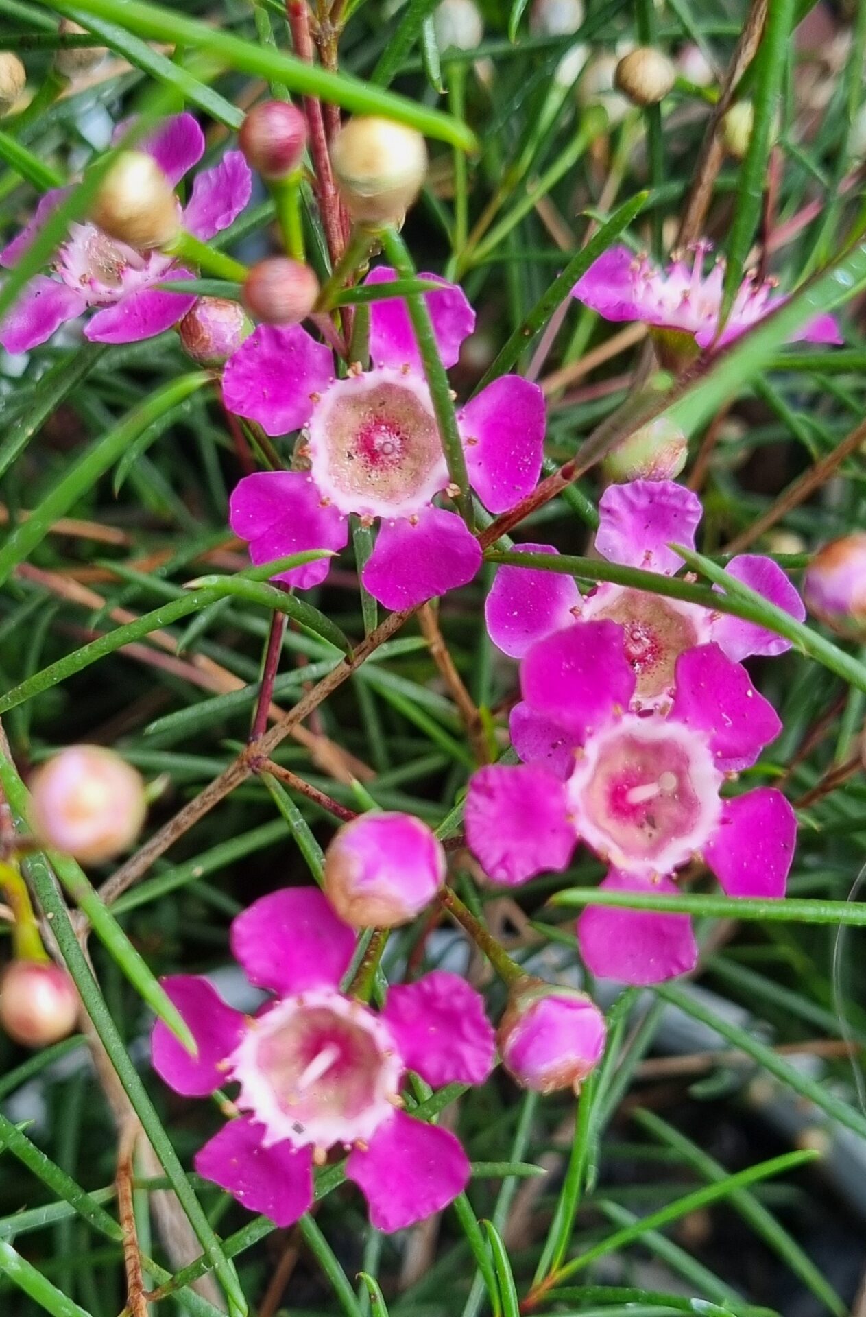Geraldton Wax - Purple Rain