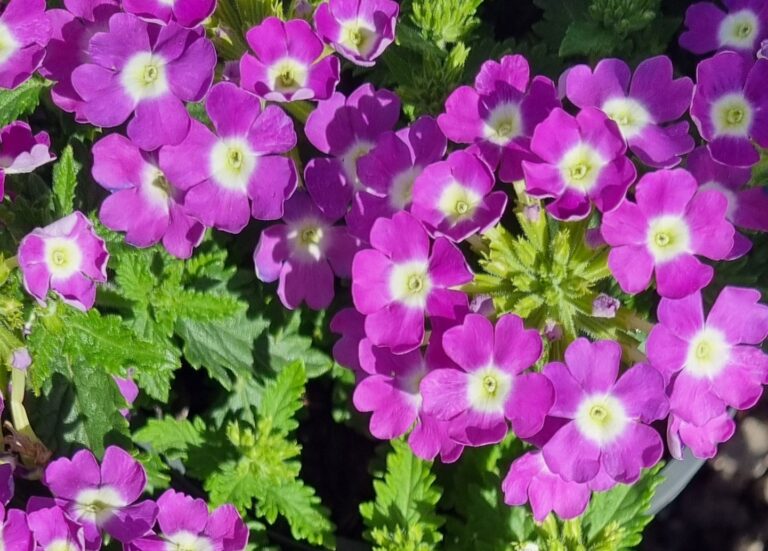 Verbena - Vanessa Optik Lavender