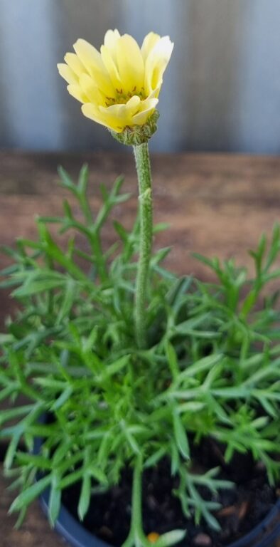 Rhodanthemum - Yellow Sun Daisy
