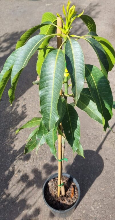 Mango - Saigon