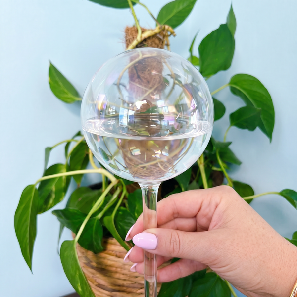 Self Watering Plant Globes - Iridescent - We The Wild