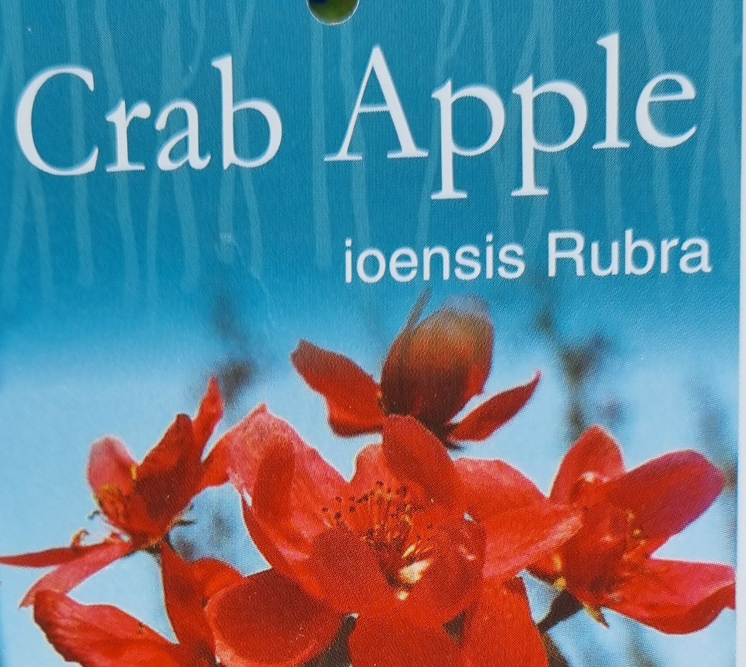 Crab Apple - Ioensis Rubra