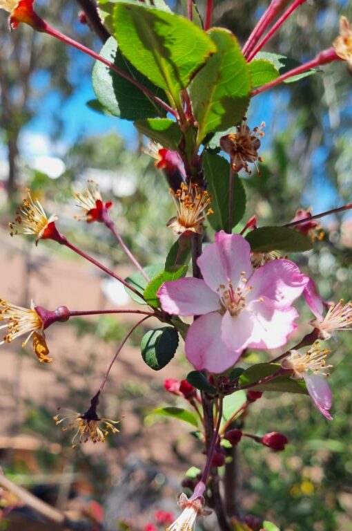 Crab Apple - Short Standard - Park Manii